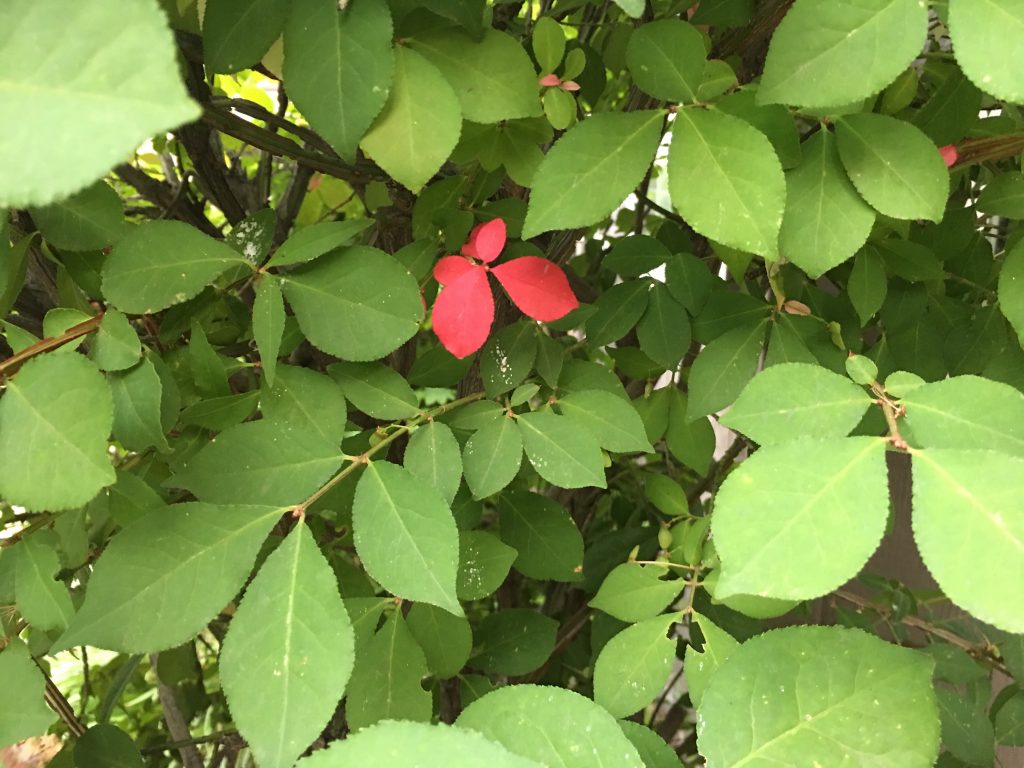 Signs of seasons